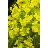 Pflanzen Für Dich Euphorbia cornigera 'Goldener Turm', Wolfsmilch, ca.