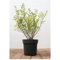 Ligustrum vulgare 'Atrovirens', Gewöhnlicher Liguster, immergrün, 40–60 cm