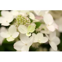 Pflanzen Für Dich Hydrangea paniculata 'Magical Fire', Rispenhortensie, rot-weiß,