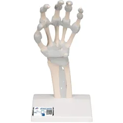 Handskelett Modell mit elastischen Bändern - 3B Smart Anatomy