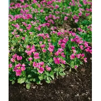 Pflanzen Für Dich Arabis x arendsii 'Hedi' Gänsekresse, rosa