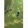 Silky Hayauchi 4-teilig 2,37-6,3m inkl. Blatt (179-39)