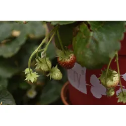4-Monats-Erdbeere 'Lucky Berry'®