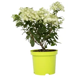 Plant in a Box Rispen-Hortensie - Hydrangea paniculata Bobo Höhe 25-40cm