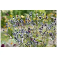 Pflanzen Für Dich Eryngium planum 'Blaukappe', Edeldistel, stahlblau, ca.