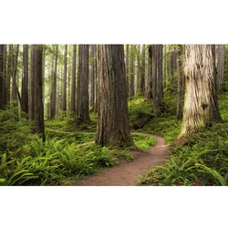 KOMAR Vliestapete »Redwood Trail«, Breite 450 cm, seidenmatt - bunt