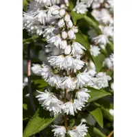 Pflanzen Für Dich Deutzia scabra 'Plena', Maiblumenstrauch, gefüllt, 60–80