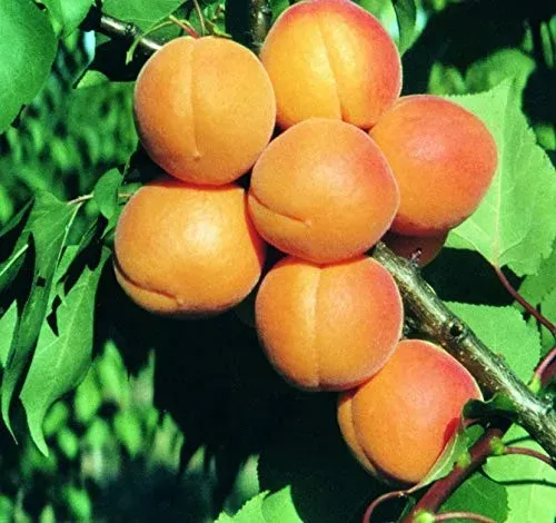 aprikose kuresia