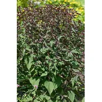 Pflanzen Für Dich Eupatorium rugosum, Weißblühend, ca. 9x9 cm