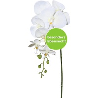 CREATIV green stilvolle Phalaenopsis Kunstorchidee 86cm in Creme I künstliche Orchideen wie echt mit naturgetreuen Blüten I Pflegeleichte & täuschend echte Kunstblumen I Ideal als Blumen Deko