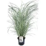 Plant in a Box - Chinaschilf Zebrinus - Miscanthus 'Red Chief' Höhe 40-60cm - Topf 23cm
