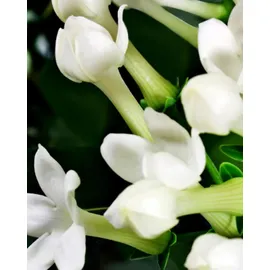 YODEYMA Nicolas for her Eau de Parfum 15 ml