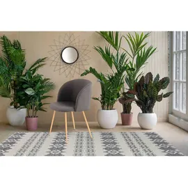 Kayoom Stuhl Celina 210 2er-Set, schwarz