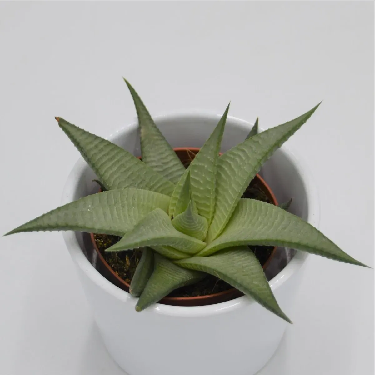 Haworthia White - 8,5cm