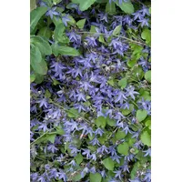 Pflanzen Für Dich Campanula poscharskyana Frühlingszauber Polsterglockenblume, ca. 9x9