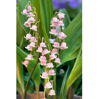 PlantaPro Convallaria majalis 'Rosea' 9x9 cm Topf – Winterhart, Mehrjährig, Pflegeleicht – Maiglöckchen – Bodendecker für Schattenbeet & Unterpflanzung