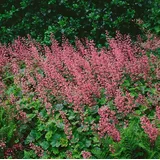 pflanzen-für-dich.de Pflanzen für Dich Staude Heucherella tia. Bridget Bloom, 1 St., Schaumblüte, Schaumglöckchen rosa