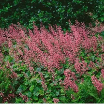 pflanzen-für-dich.de Pflanzen für Dich Staude Heucherella tia. Bridget Bloom, 1 St., Schaumblüte, Schaumglöckchen rosa