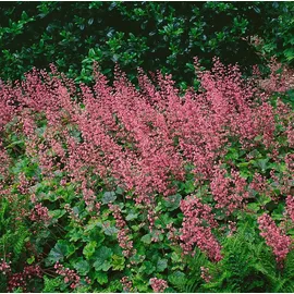 pflanzen-für-dich.de Pflanzen für Dich Staude Heucherella tia. Bridget Bloom, 1 St., Schaumblüte, Schaumglöckchen rosa