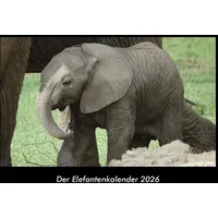 Vero Kalender Der Elefantenkalender 2026 Fotokalender DIN A3 von
