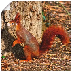 Artland Wandbild »Rotes Eichhörnchen will hoch hinaus«, Wildtiere, (1 St.), als Poster, Wandaufkleber in verschied. Größen Artland Farbe Bild(er): rot