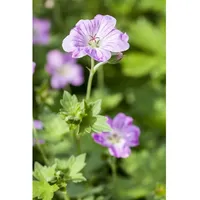 Pflanzen Für Dich Geranium endressii, Storchschnabel, ca. 9x9 cm