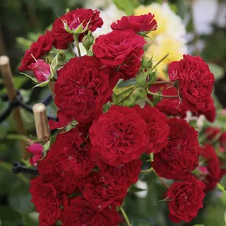 KORDES ROSEN Kletterrose, Rosa  »‘Crimson‘ Siluetta®«, Blütenfarbe: rot