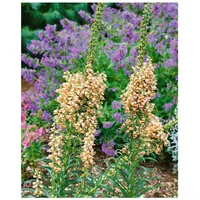 Pflanzen Für Dich Digitalis ferruginea 'Gelber Herold', Fingerhut, gelb,