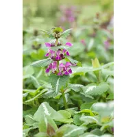 Pflanzen Für Dich Lamium maculatum 'Chequers' Gefleckte Taubnessel, rosa,
