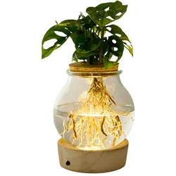 Tchibo - Wasserpflanze im Glas mit LED »Monstera« - grün