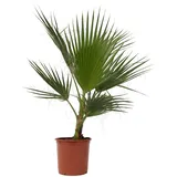 Plant in a Box - Mexikanische Fächerpalme - Washingtonia robusta - Höhe 70-90cm