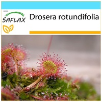 SAFLAX - Geschenkset - Rundblättriger Sonnentau - 50 Samen