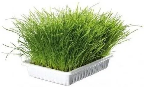 TRIXIE Katzengras in einer Schachtel mit 100 g