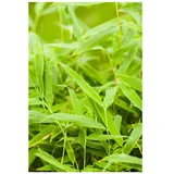 Pflanzen Für Dich Fargesia murieliae 'Jumbo', Bambus, immergrün, 125–150 cm