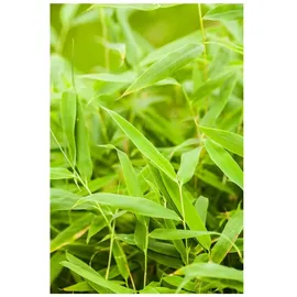 Pflanzen Für Dich Fargesia murieliae 'Jumbo', Bambus, immergrün, 125–150 cm