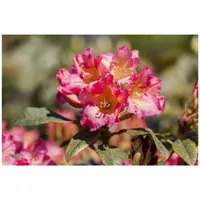 Pflanzen Für Dich Rhododendron yakushimanum 'Barbarella', rosa Blüten, 25–30