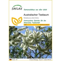 SAFLAX - Australischer Teebaum - 400 Samen - Melaleuca