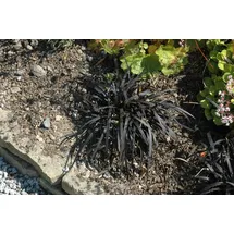 Pflanzen Für Dich Bodendecker Ophiopogon planiscapus 'Nigrescens'