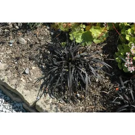 Pflanzen Für Dich Bodendecker Ophiopogon planiscapus 'Nigrescens'