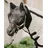 Kentucky Fliegenmaske Classic mit Ohren Schwarz