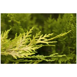 Cupressocyparis leylandii 'Tweeduizendeen', Leyland-Zypresse, 40–60 cm