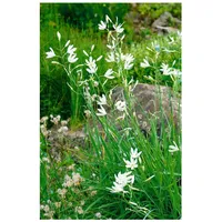 Pflanzen Für Dich Anthericum liliago, Graslilie, weiß, ca. 9x9