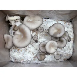 Pilzmännchen Austernpilz Bio Home-Pilzzuchtset