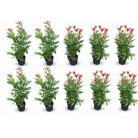 pflanzen-boering 10x Kirschlorbeer Genolia® 60-80 cm - Immergrüne Heckenpflanzen - für - Sichtschutz Pflanzen schnel...