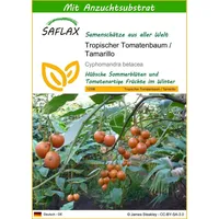 SAFLAX - Tropischer Tomatenbaum/Tamarillo - 50 Samen - Mit