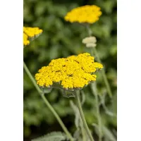 Pflanzen Für Dich Achillea filipendulina 'Coronation Gold' ca. 9x9