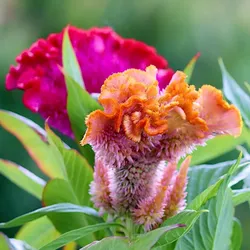 Celosia-Kamm, frische BLUMENsamen PREMIUM-Mischung, 0,5 g