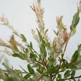 Plant in a Box - Salix integra 'Flamingo' - Höhe 60-80cm