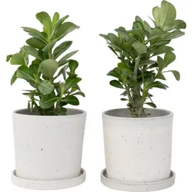 Plant in a Box - Adenium obesum Höhe 25-40cm