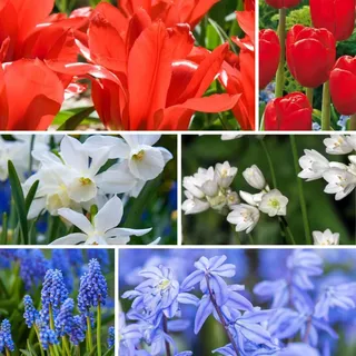 Plant in a Box - Blumenzwiebelmischung - 250 Stk - Tulipa Narcissus Scilla Allium Muscari